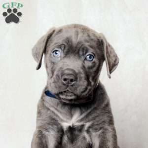 Elon, Cane Corso Puppy